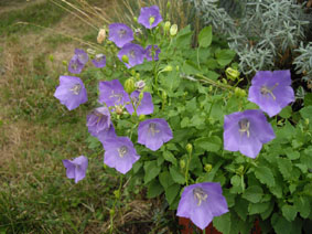 Campanula carpatica